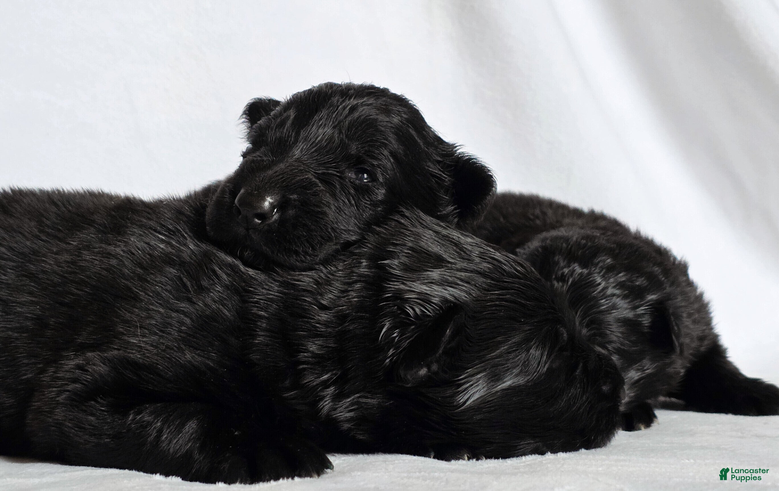 German Shepherd dogs German Shepherd Puppy 2 - Ad 35