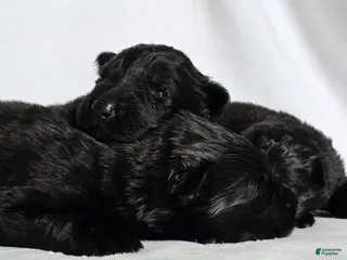 German Shepherd dogs German Shepherd Puppy 2 - Ad 25