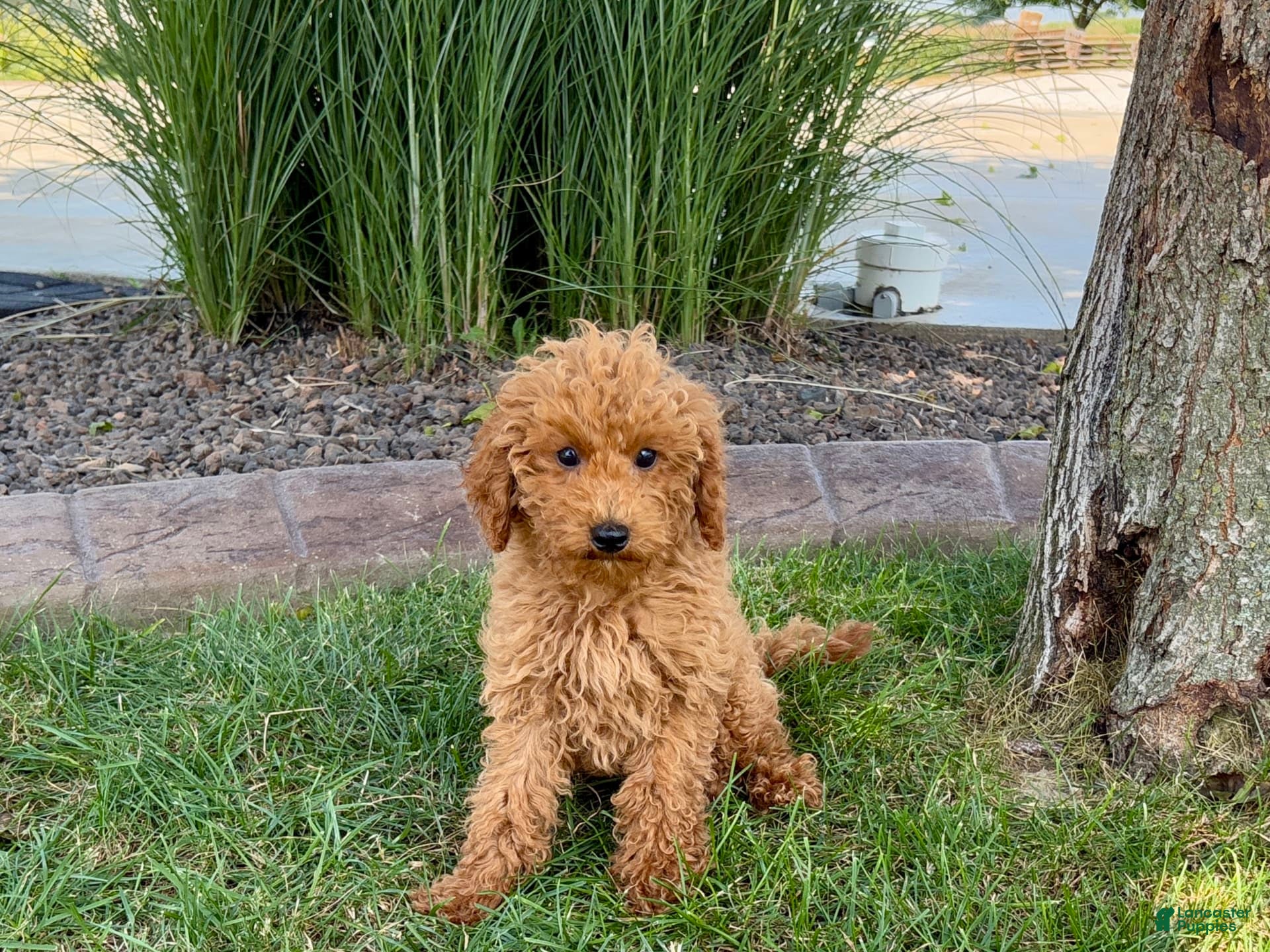 Cockapoo dogs Terry - Ad 30