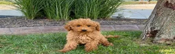 Cockapoo dogs for sale: Terry - Ad 1