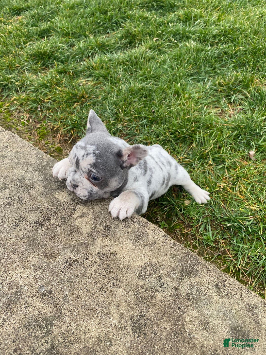 French Bulldog dogs for sale: Sammy - Ad 6