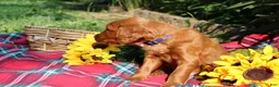 Mixed Breed dogs for sale: Rocky - Irish Goldendoodle  - Ad 18