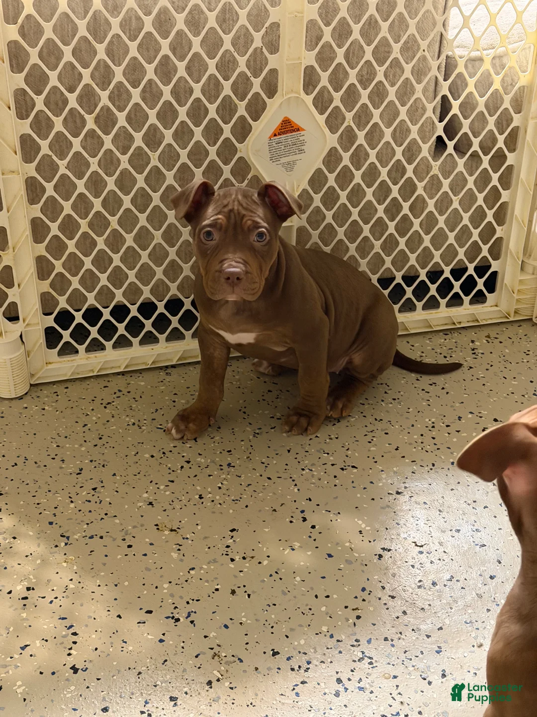 Mixed Breed dogs for sale: Mixed Breed Puppy 2 - Ad 3