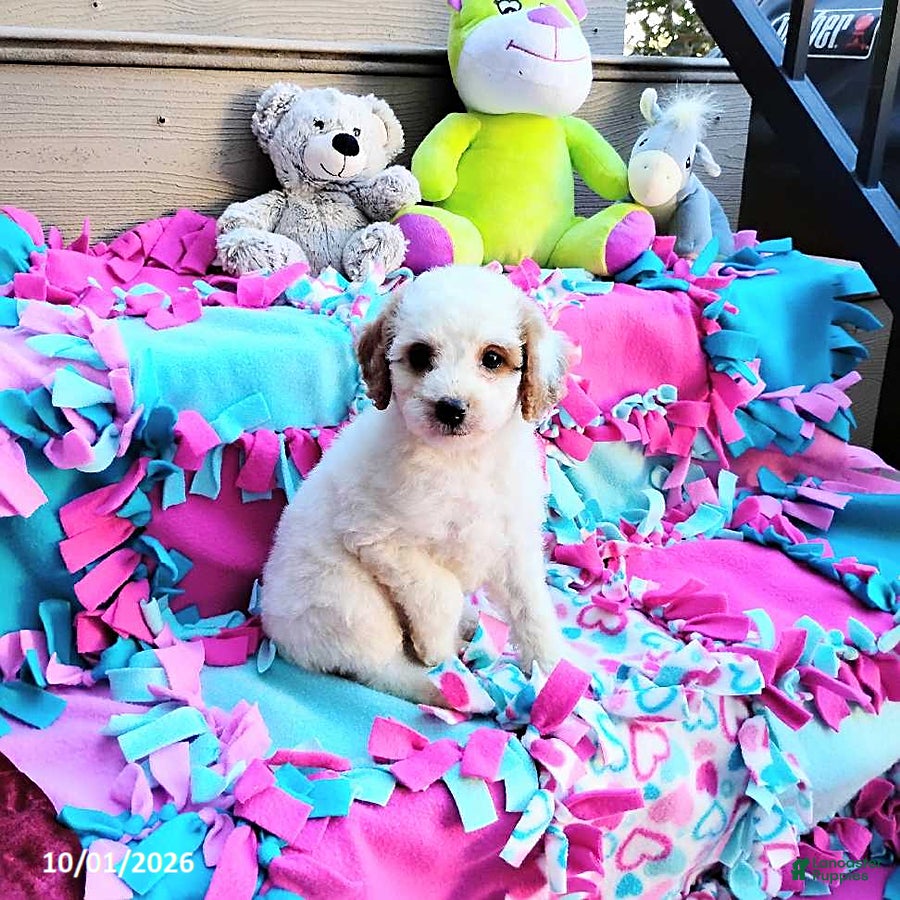 Mini Goldendoodle dogs for sale: Raina - Ad 3