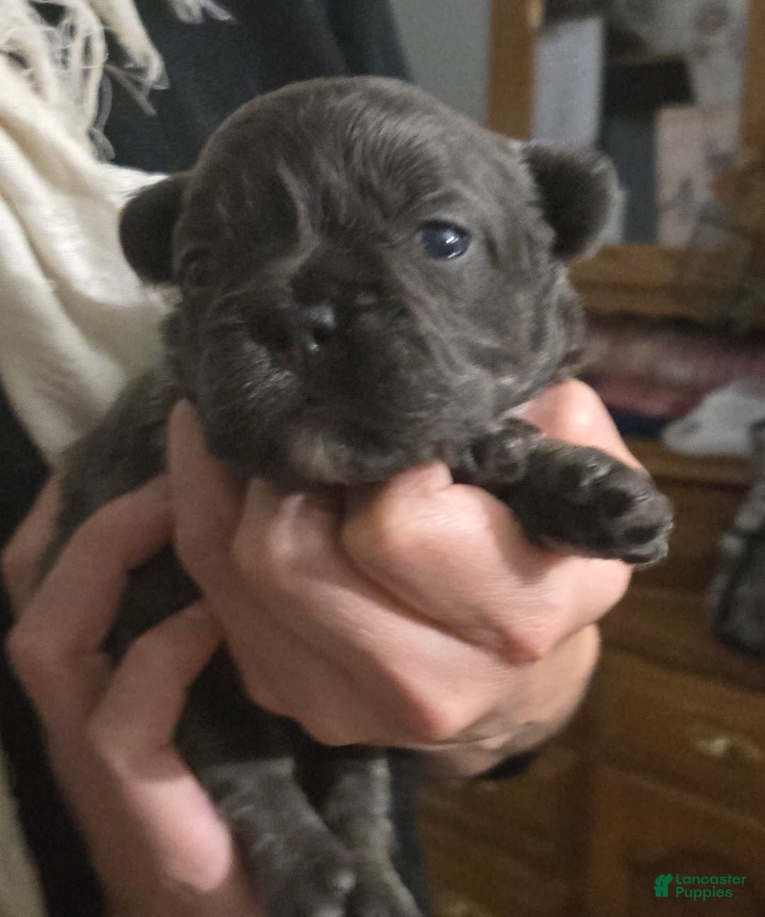 French Bulldog dogs for sale: Bluey - Ad 2