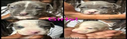 American Pit Bull Terrier dogs for sale: American Pit Bull Terrier 5 - Ad 5