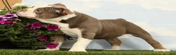 Olde English Bulldogge dogs for sale: Magnolia - Ad 5