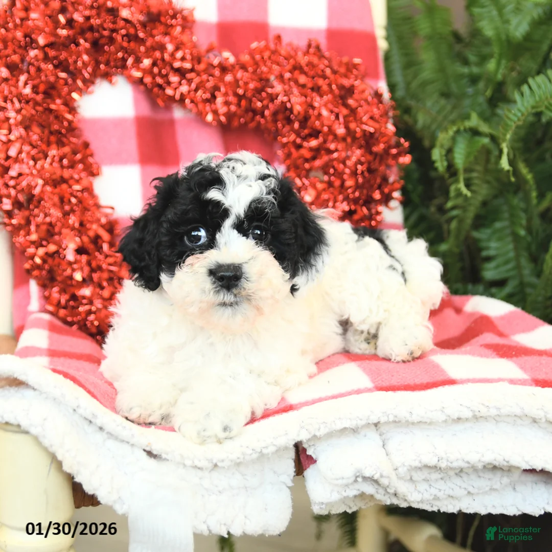 Havapoo dogs for sale: Princess - Ad 4