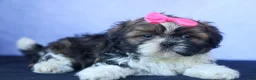 Shih Tzu dogs for sale: RUBY - Ad 9