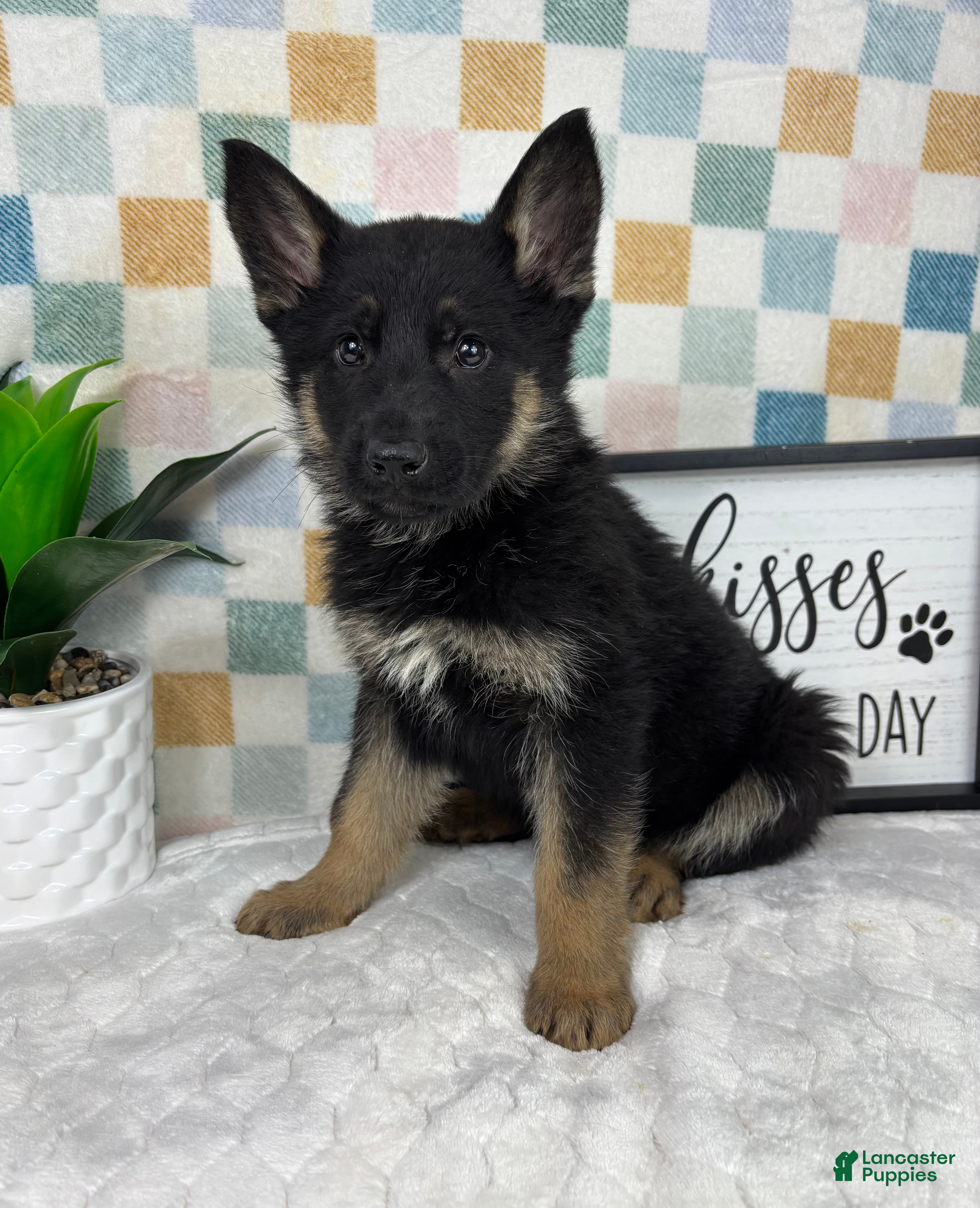 German Shepherd dogs Gage  - Ad 39