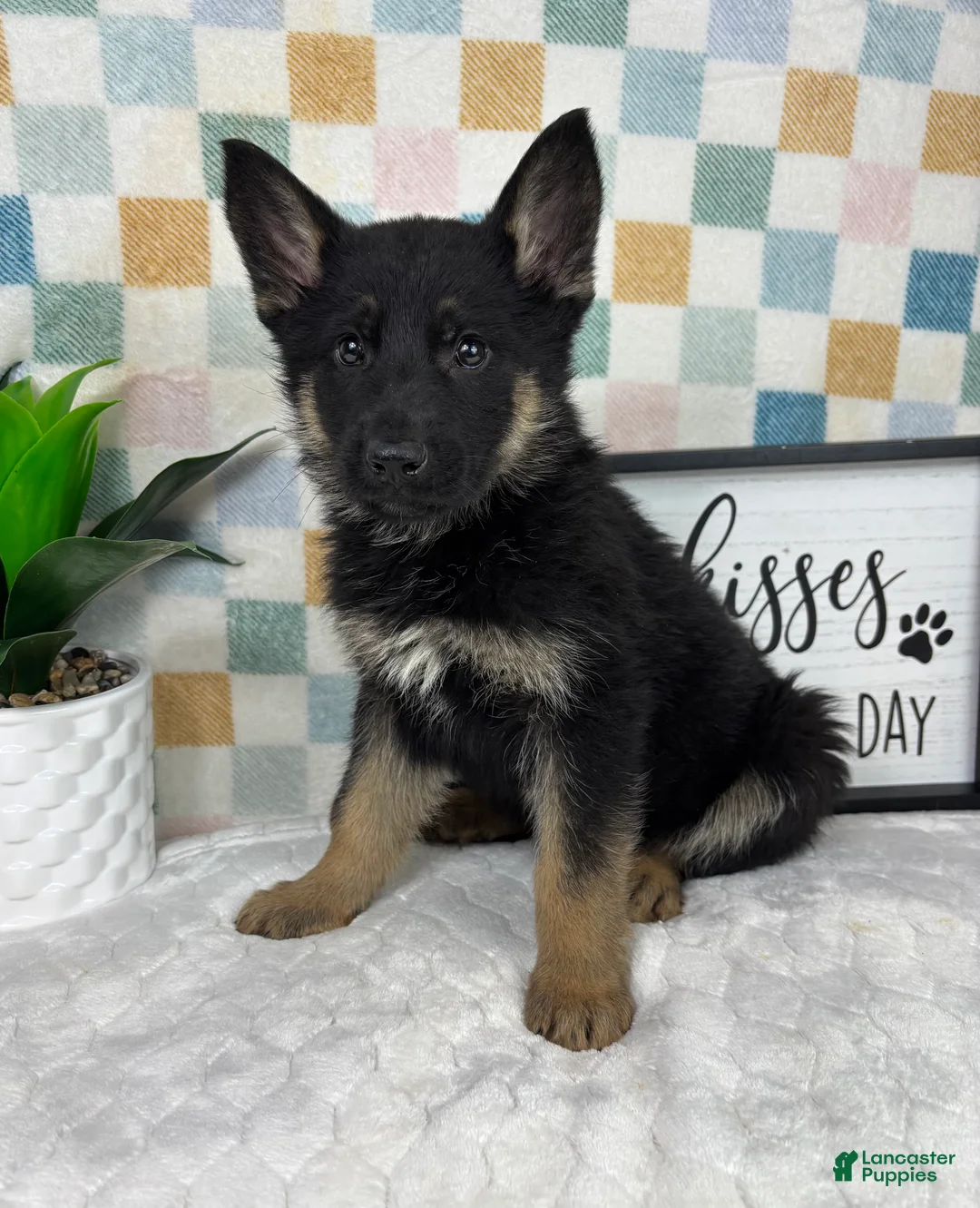 German Shepherd dogs for sale: Gage  - Ad 1