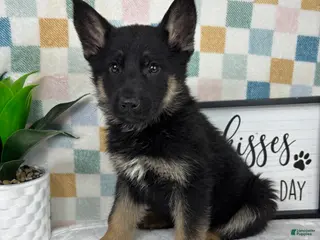 German Shepherd dogs Gage - Ad 42