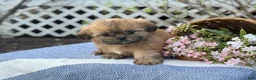Shih Tzu dogs for sale: Daisy - Ad 8