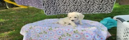 Miniature Dachshund dogs for sale: Bloom - Ad 3