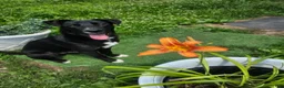 Mixed Breed dogs for sale: Panda - Ad 3