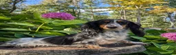 Miniature Dachshund dogs for sale: River  - Ad 12