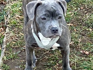 Mixed Breed dogs Smoke - Ad 11