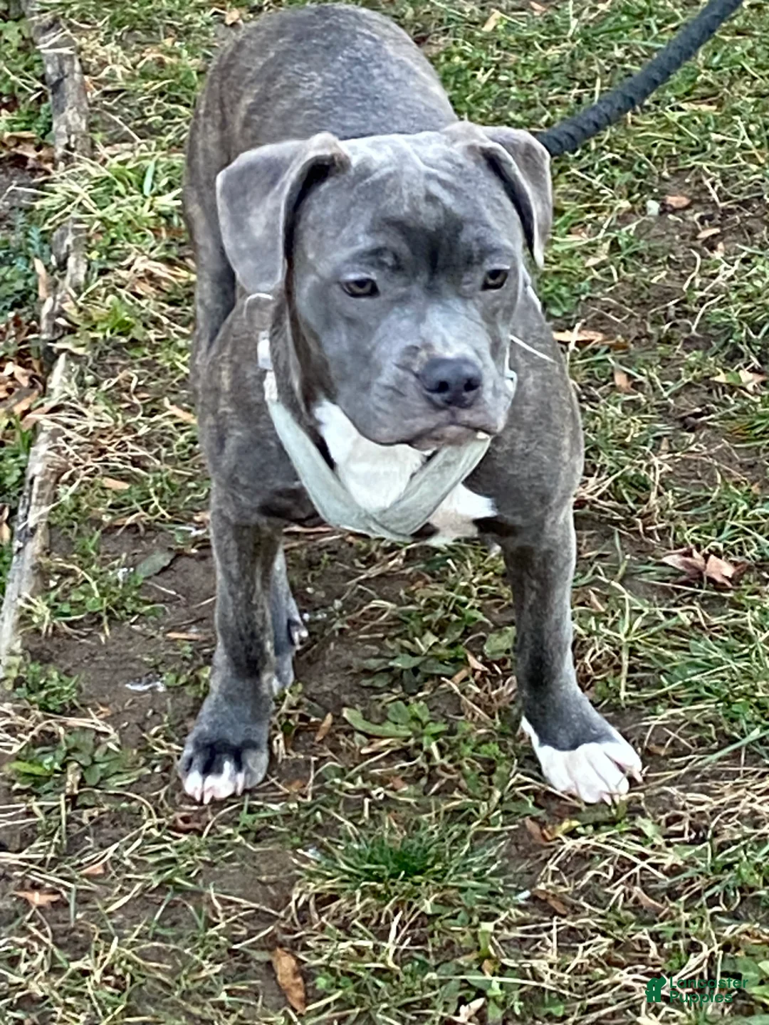 Mixed Breed dogs for sale: Smoke - Ad 1