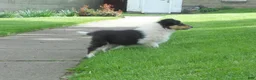 Collie dogs for sale: Drake - Ad 3