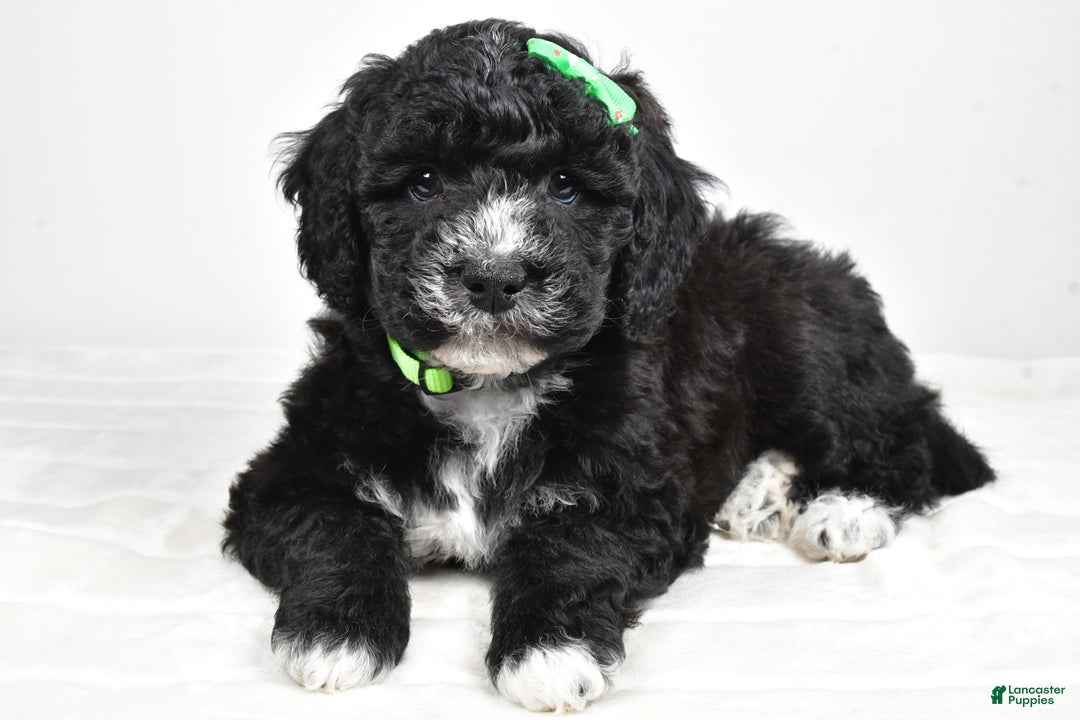 Mini Goldendoodle dogs for sale: Ace - Ad 6