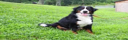 Bernedoodle dogs for sale: Bernedoodle Puppy 1 - Ad 4