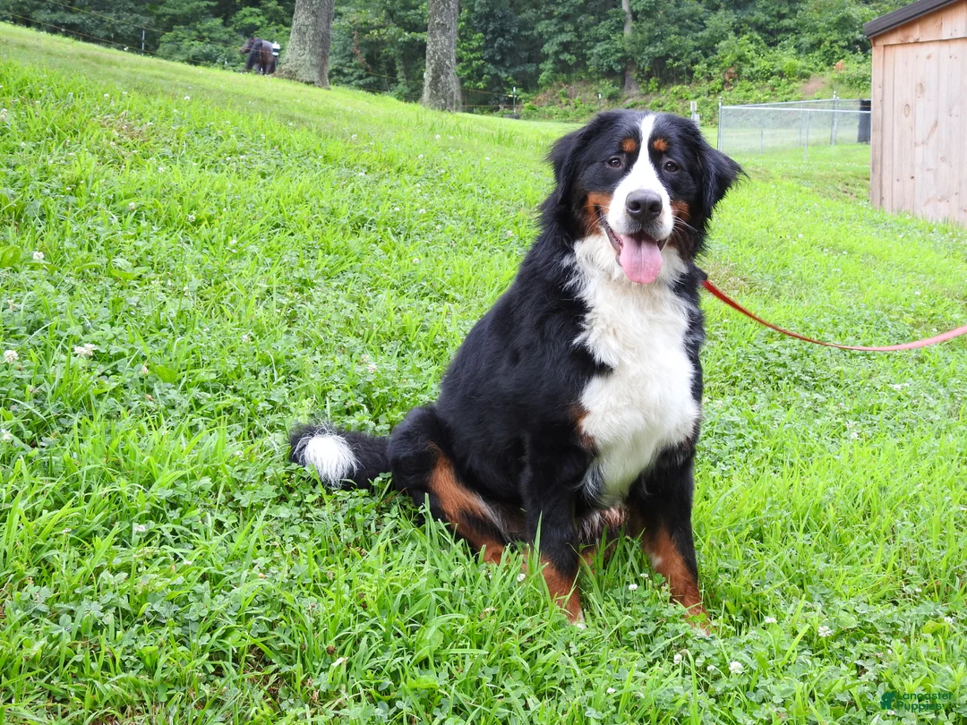 Bernedoodle dogs for sale: Bernedoodle Puppy 1 - Ad 4