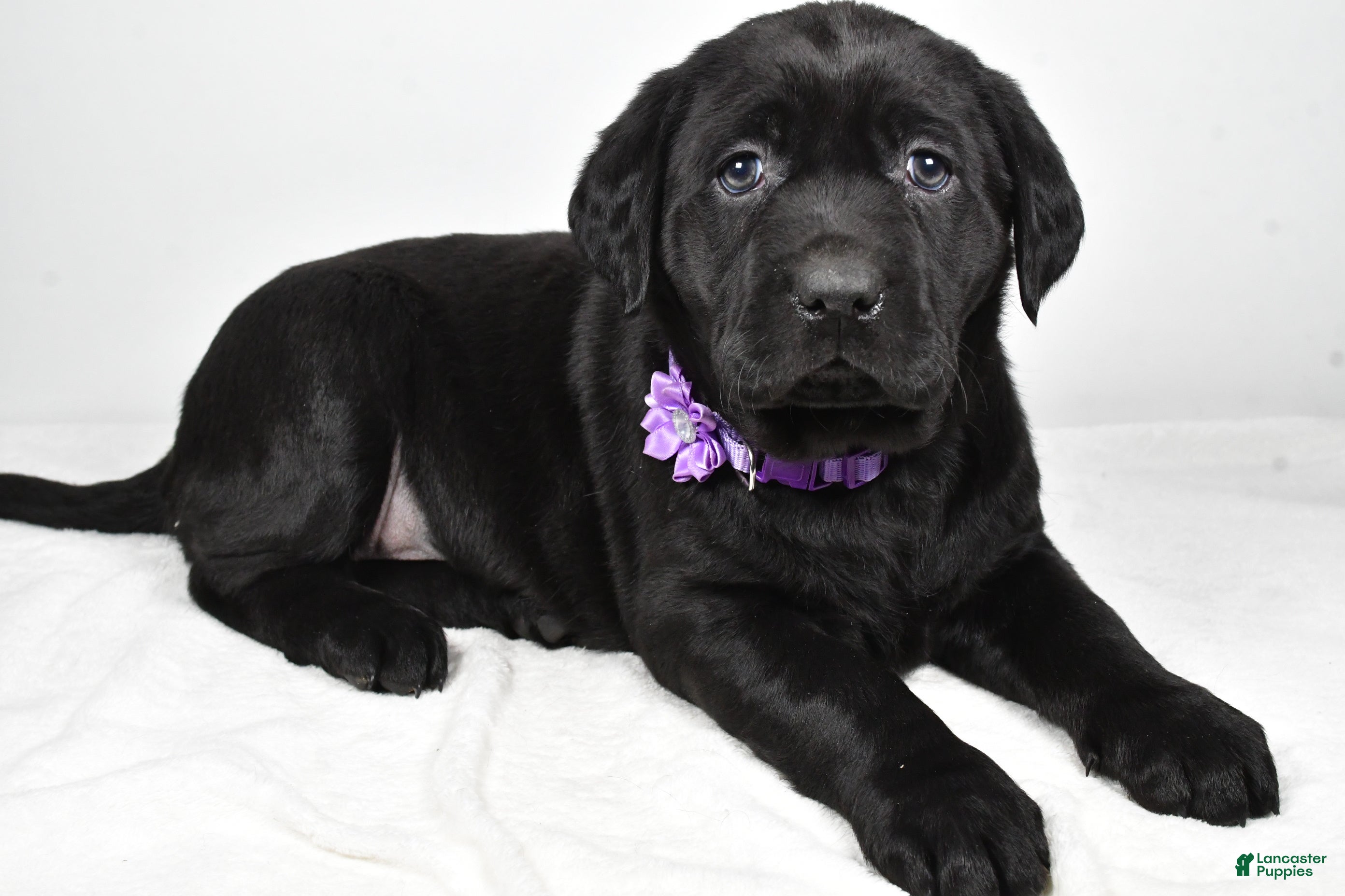 Labrador Retriever dogs Nicole - Ad 8