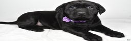 Labrador Retriever dogs for sale: Nicole - Ad 1