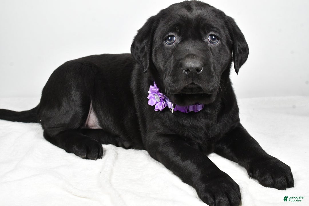 Labrador Retriever dogs for sale: Nicole - Ad 1