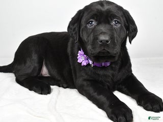 Labrador Retriever dogs Nicole - Ad 8