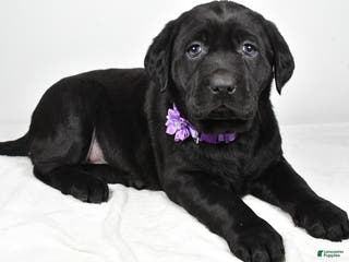 Labrador Retriever dogs Nicole - Ad 42