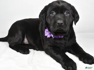 Labrador Retriever dogs Nicole - Ad 36
