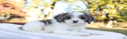 Cavapoo dogs for sale: Frost - Ad 4