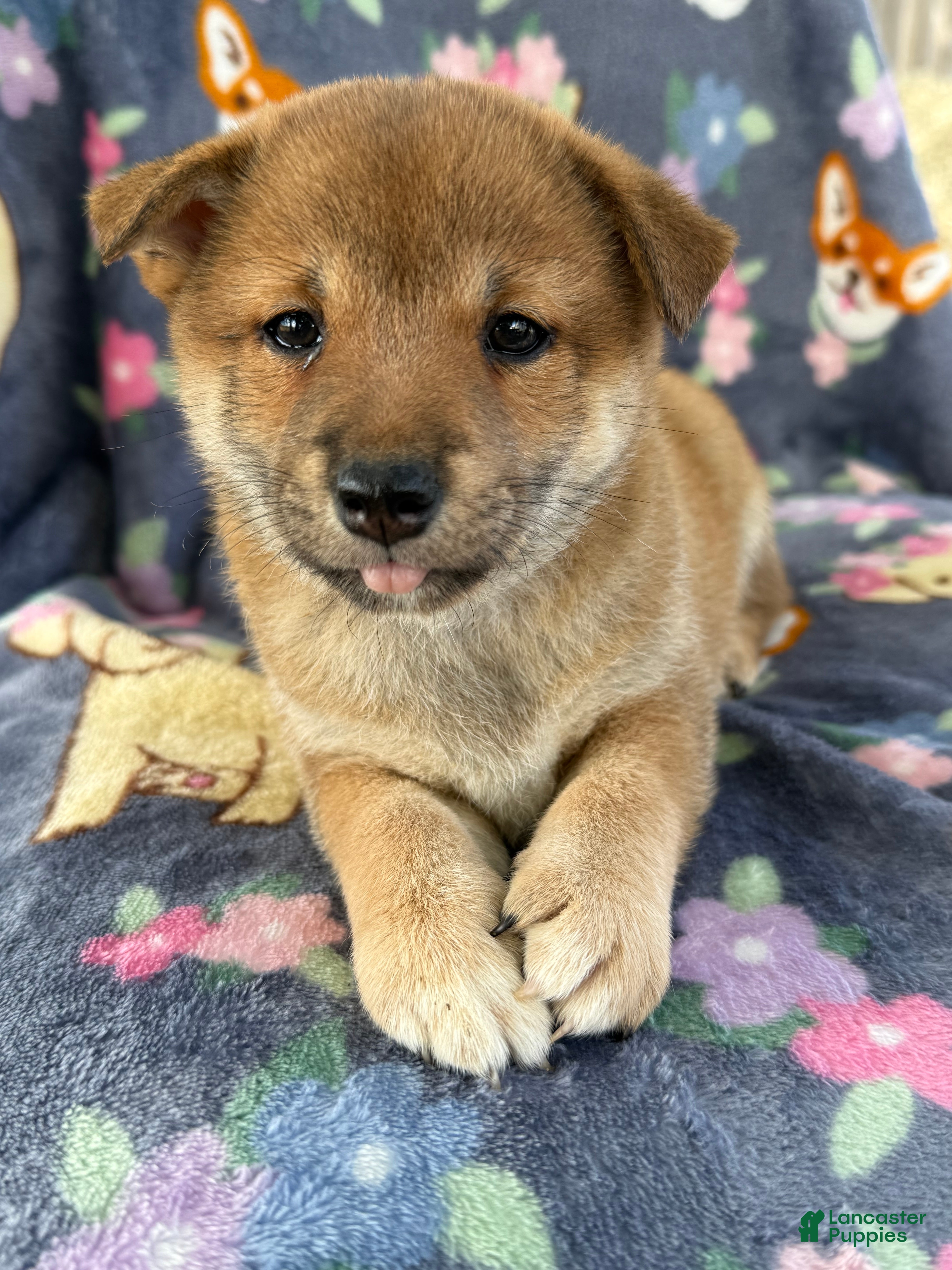 Shiba Inu dogs Bailey - Ad 22