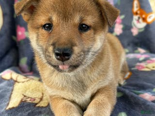 Shiba Inu dogs Bailey - Ad 39