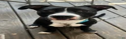Mixed Breed dogs for sale: Mixed Breed 9 - Ad 3