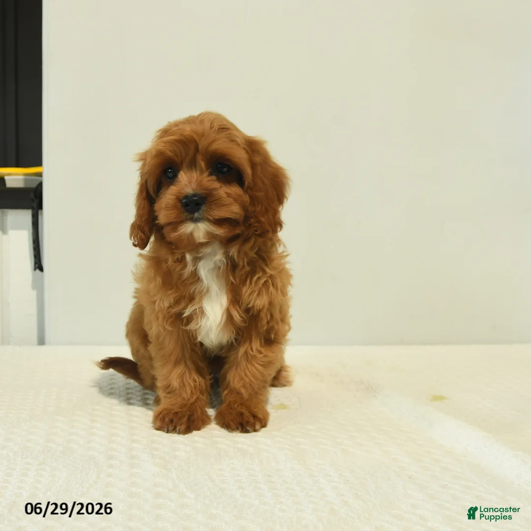 Cavapoo dogs for sale: Mercy - Ad 1