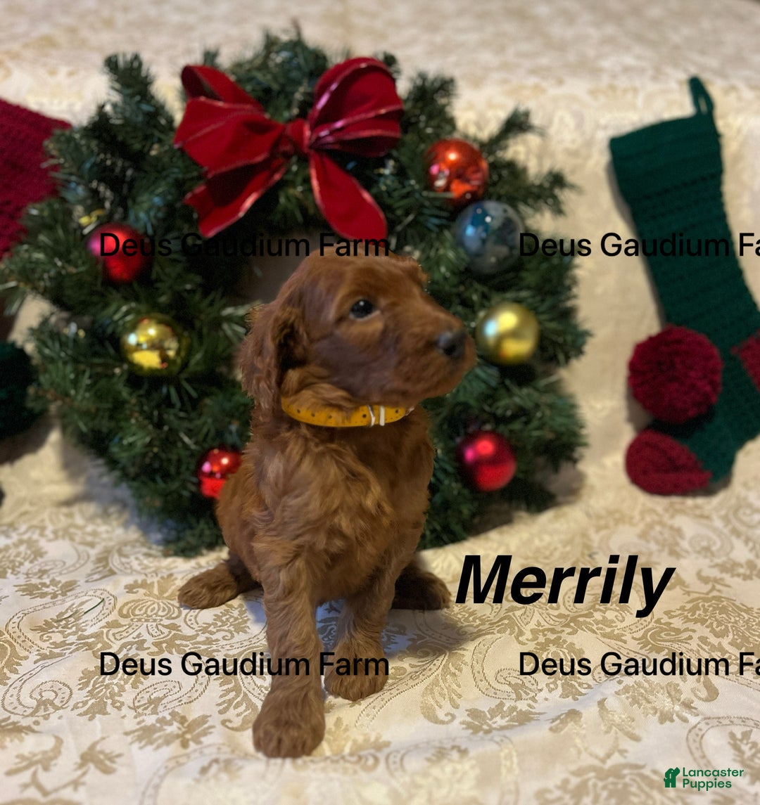 Irish Doodle dogs for sale: Merrily - Ad 2