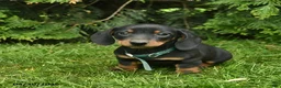 Miniature Dachshund dogs for sale: Lee  - Ad 3