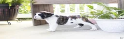 English Bulldog dogs for sale: English Bulldog 2 - Ad 3