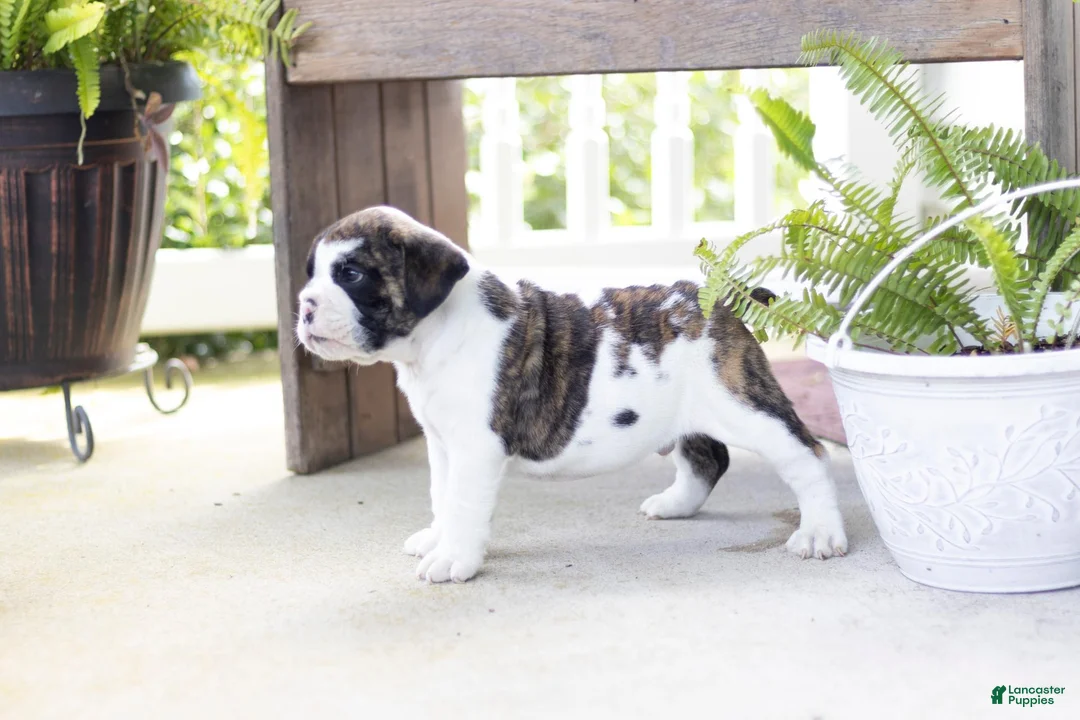 English Bulldog dogs for sale: English Bulldog 2 - Ad 3