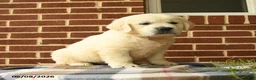 Golden Retriever dogs for sale: Patrick - Ad 2