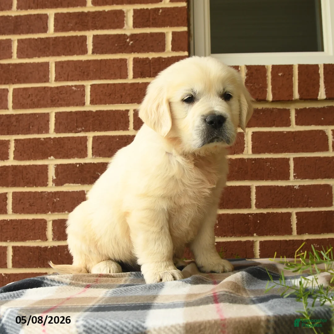 Golden Retriever dogs for sale: Patrick - Ad 2