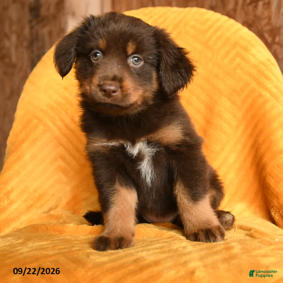 Mixed Breed dogs for sale: Toffee - Ad 3