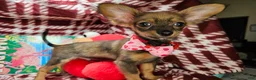 Chihuahua dogs for sale: Teddy Griz ( LH 6 lb) - Ad 1