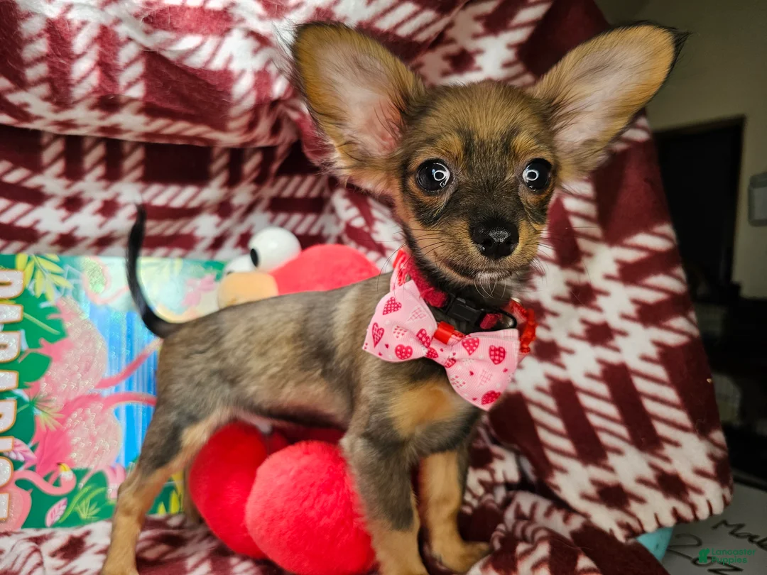 Chihuahua dogs for sale: Teddy Griz ( LH 6 lb) - Ad 1