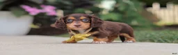 Miniature Dachshund dogs for sale: Grover - Ad 8