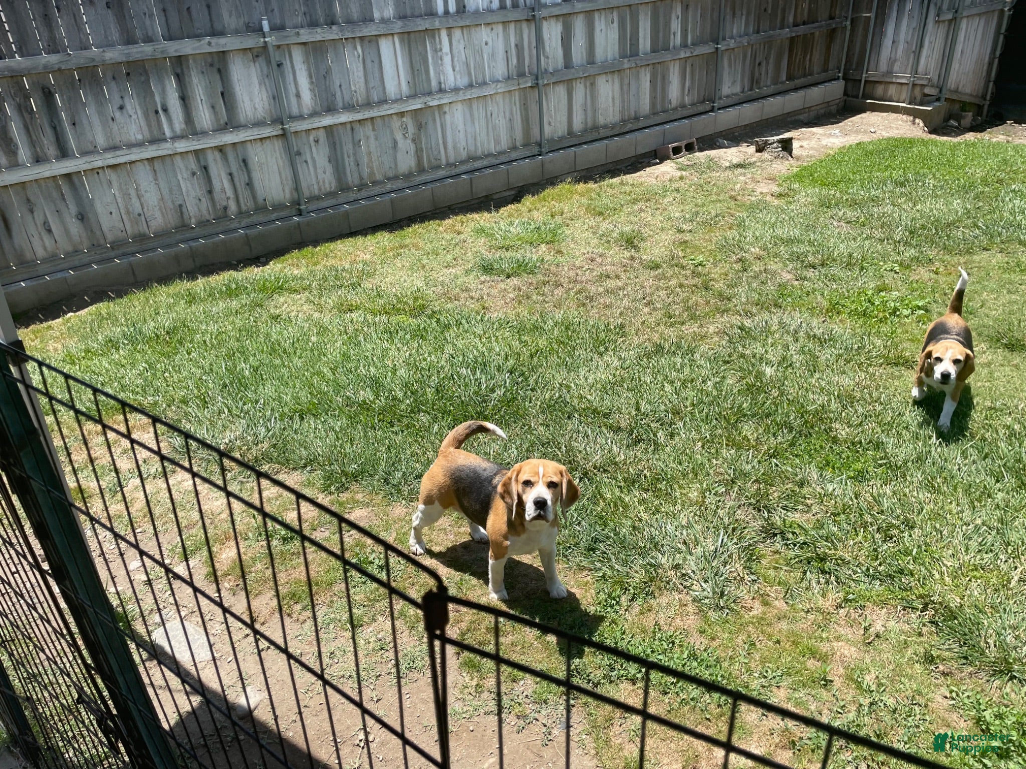Beagle dogs Jules - Ad 2