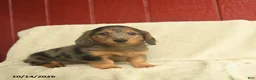 Dachshund dogs for sale: Louie - Ad 3