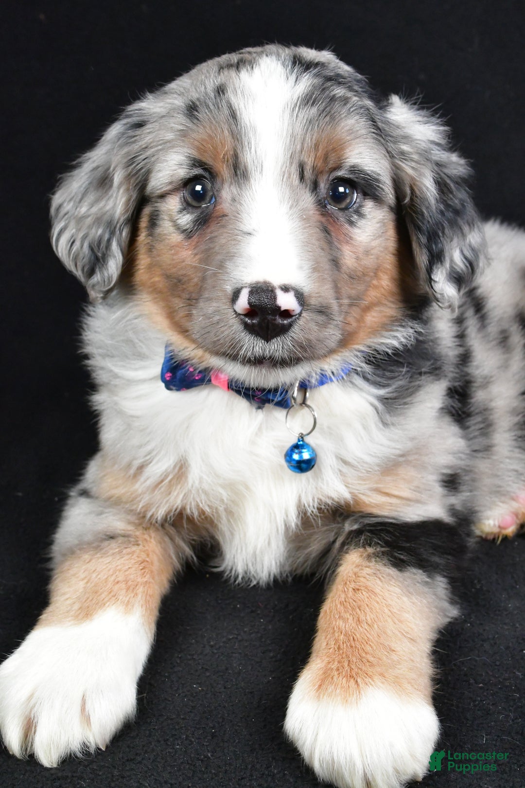 Miniature Australian Shepherd dogs for sale: Ricky - Ad 5